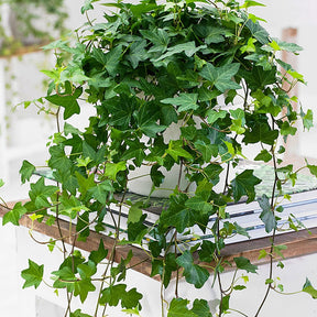 Gemeiner Efeu 'Pittsburgh' - Hedera helix pittsburgh