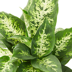Dieffenbachie 'Compacta' - Dieffenbachia compacta