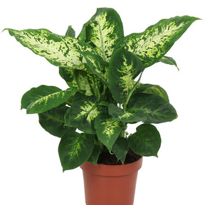 Dieffenbachie 'Compacta' - Dieffenbachia compacta