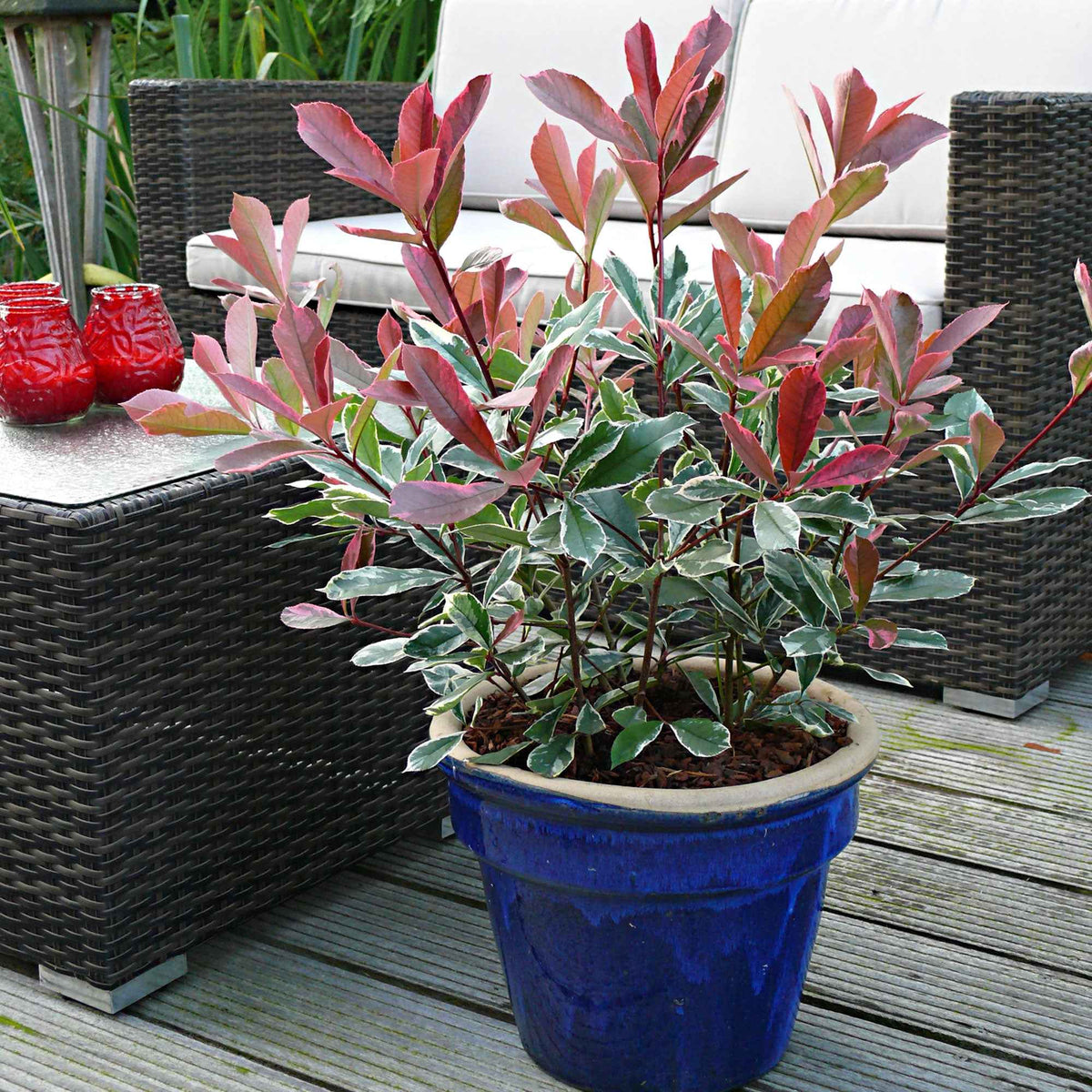 Glanzmispel 'Pink Marble' - Willemse