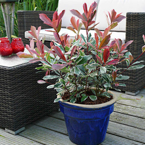 Glanzmispel 'Pink Marble' - Willemse