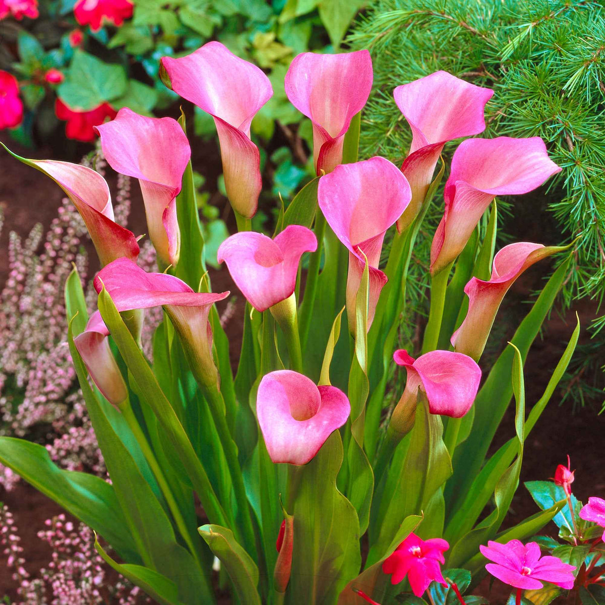 Rehmann-Calla rosa (x2) - Zantedeschia rehmannii - Willemse