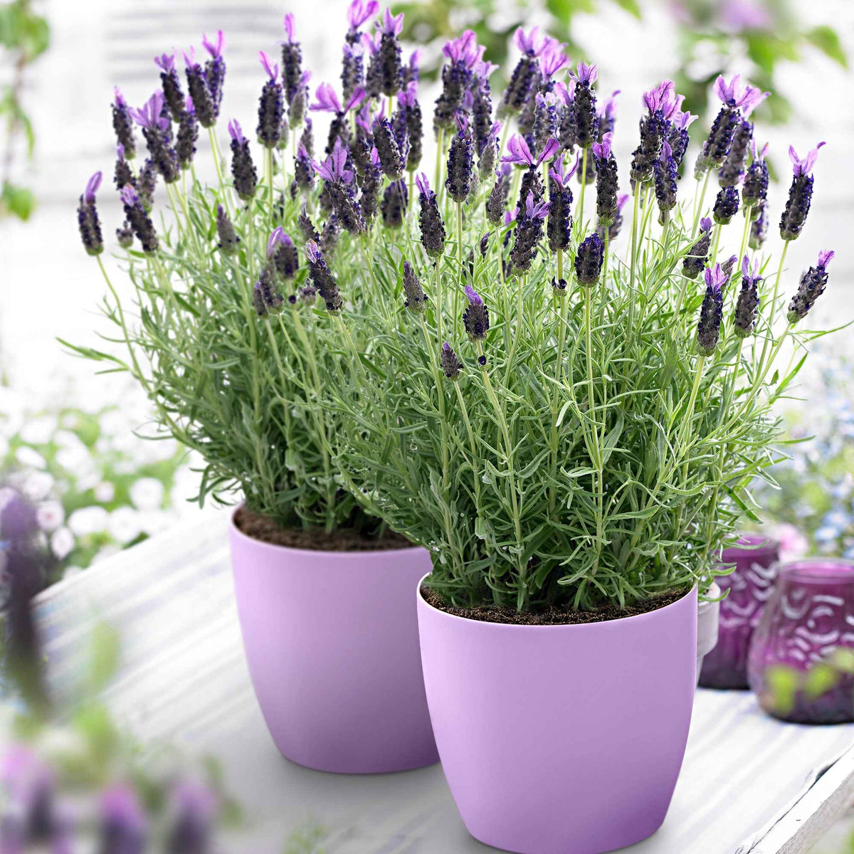 Lavendel 'Anouk' - Willemse