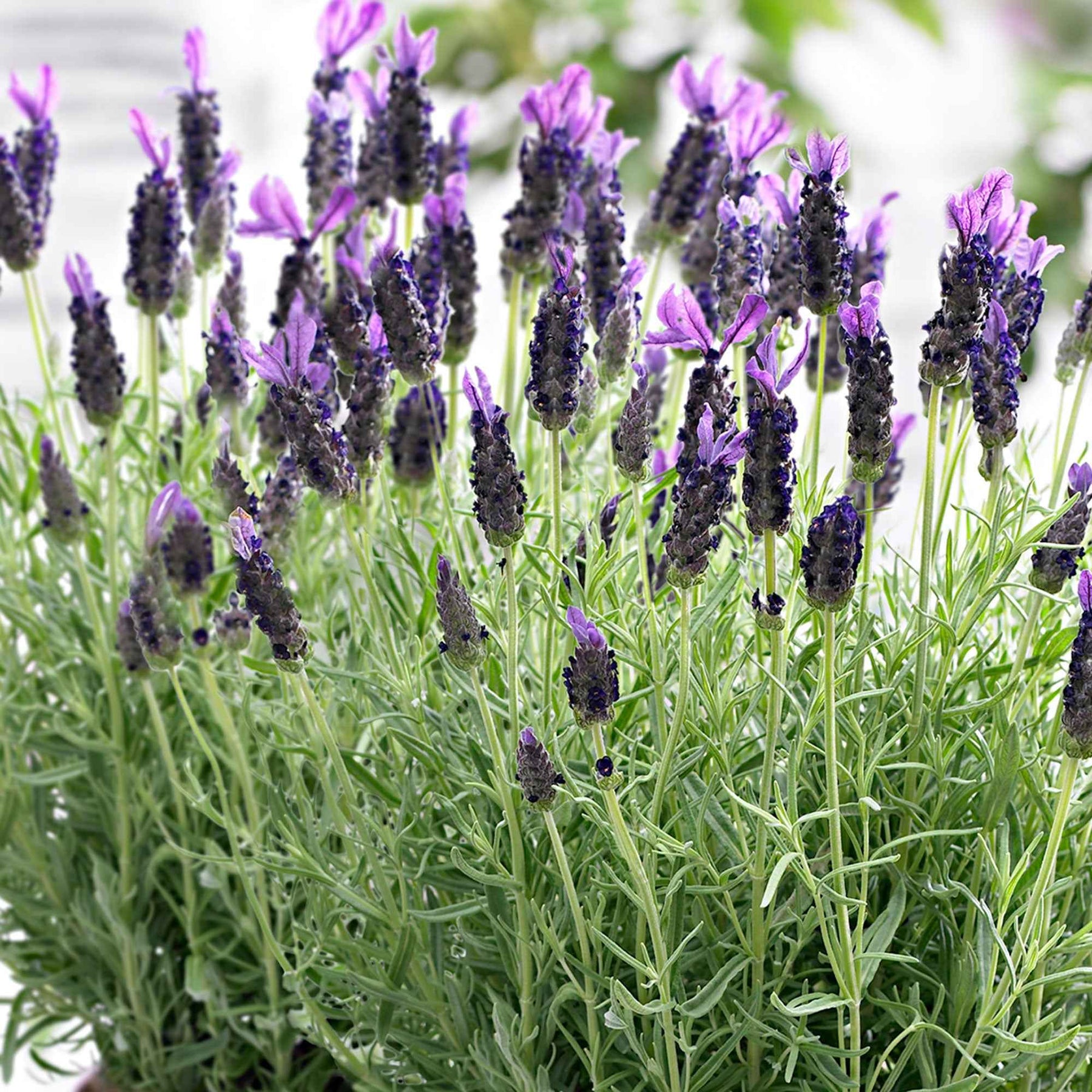 Lavendel 'Anouk' - Lavandula stoechas 'anouk' - Willemse