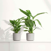 Einblatt Spathiphyllum 'Pearl Cupido' Weiß - Spathiphyllum wallisii 'Pearl Cupido' - Willemse