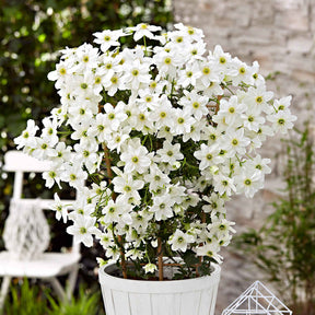Waldrebe 'Avalanche' - Clematis 'avalanche' - Willemse