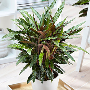 Korbmarante 'Elger Grass' - Calathea rufibarba elger grass