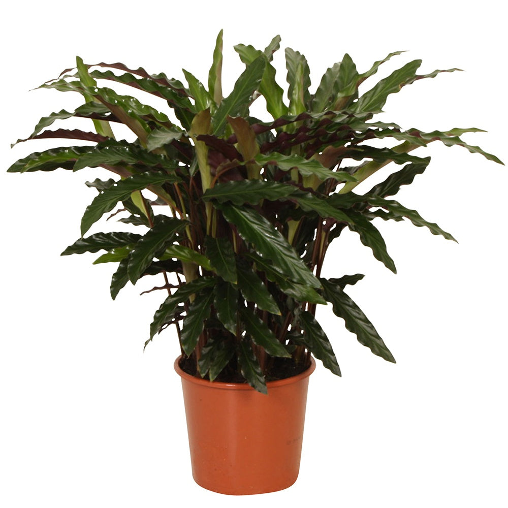 Korbmarante 'Elger Grass' - Calathea rufibarba elger grass