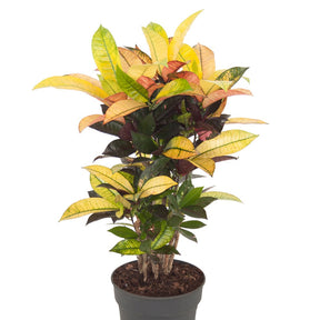 Codiaeum variegatum mrs. iceton - Wunderstrauch 'Mrs. Iceton' - Grüne Zimmerpflanzen