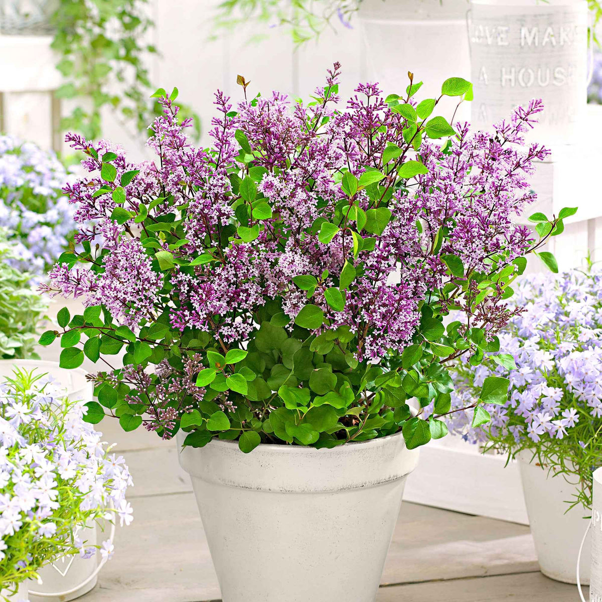 Herbstflieder 'Dark Purple' - Willemse