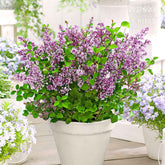 Herbstflieder 'Dark Purple' - Willemse