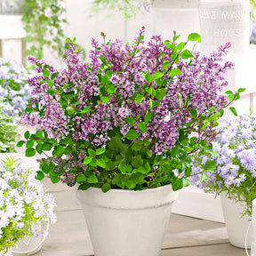 Herbstflieder 'Dark Purple' - Willemse
