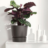 Korbmarante 'Medaillon' - Calathea medaillon - Willemse