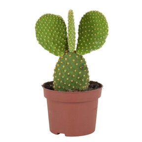 Opuntia microdasys - Hasenohrenkaktus - Kaktus und fette Pflanze