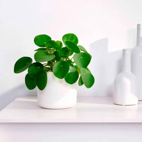 Ufopflanze (Glückstaler) - Pilea peperomioides - Willemse