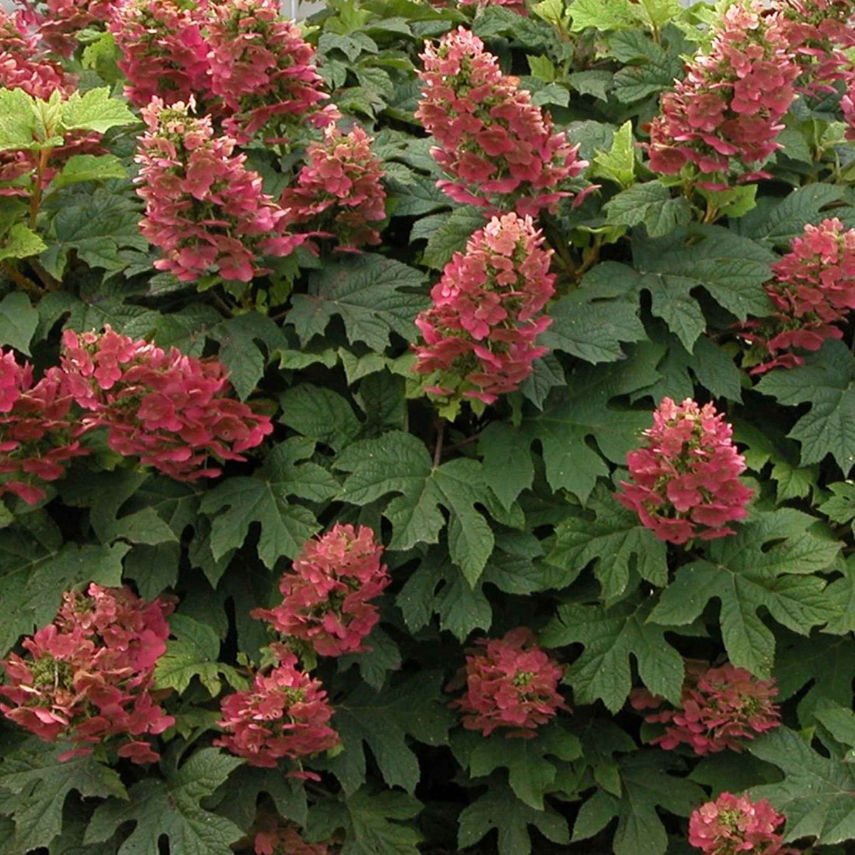 Eichenblättrige Hortensie 'Ruby Slippers'® - Hydrangea quercifolia ruby slippers'® - Willemse