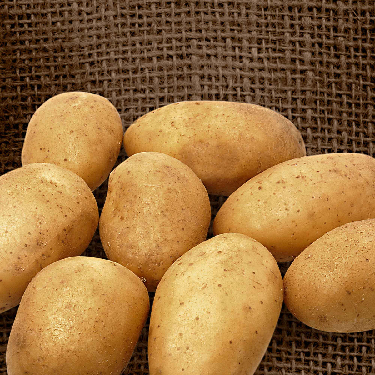 Kartoffel 'Wilja' (x25) - Willemse
