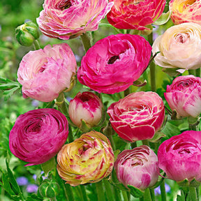 Gefüllte Ranunkeln ‘Peony Blend’ Mischung (x15) - Willemse