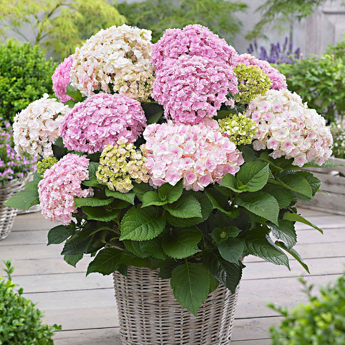 Bauernhortensie 'Doppio Nuvola' - Willemse
