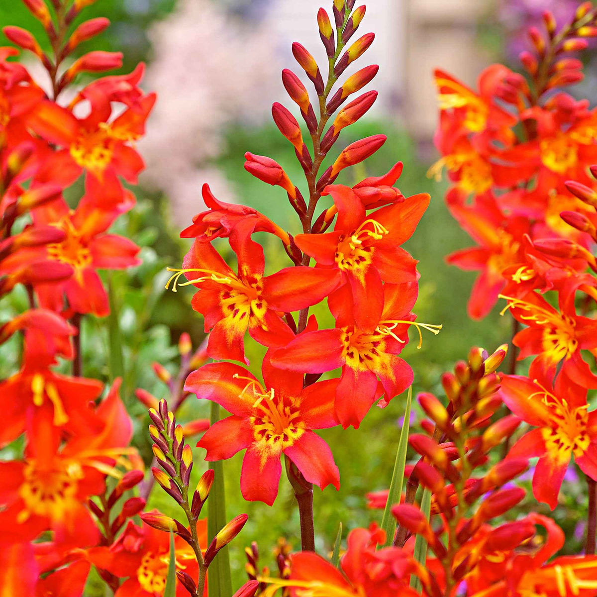 Montbretien 'Prince of Orange' (x10) - Willemse