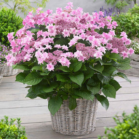 Bauernhortensie 'Doppio Rosa' - Willemse