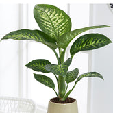 Dieffenbachie 'Tropic Snow' - Dieffenbachia tropic snow