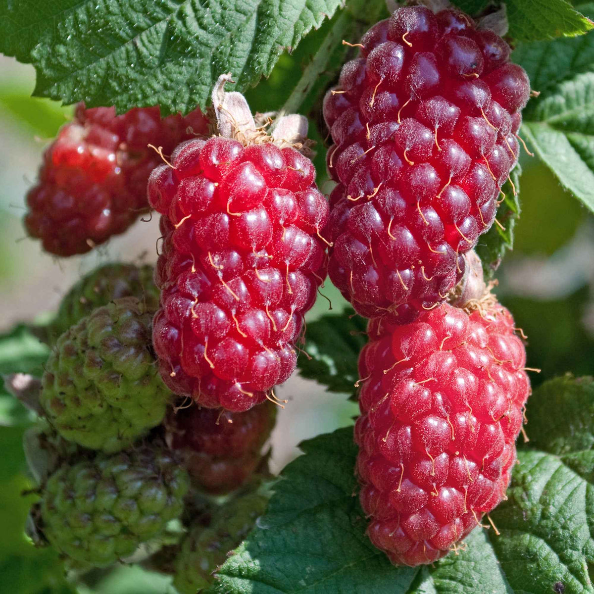 Taybeere 'Tayberry' - Willemse