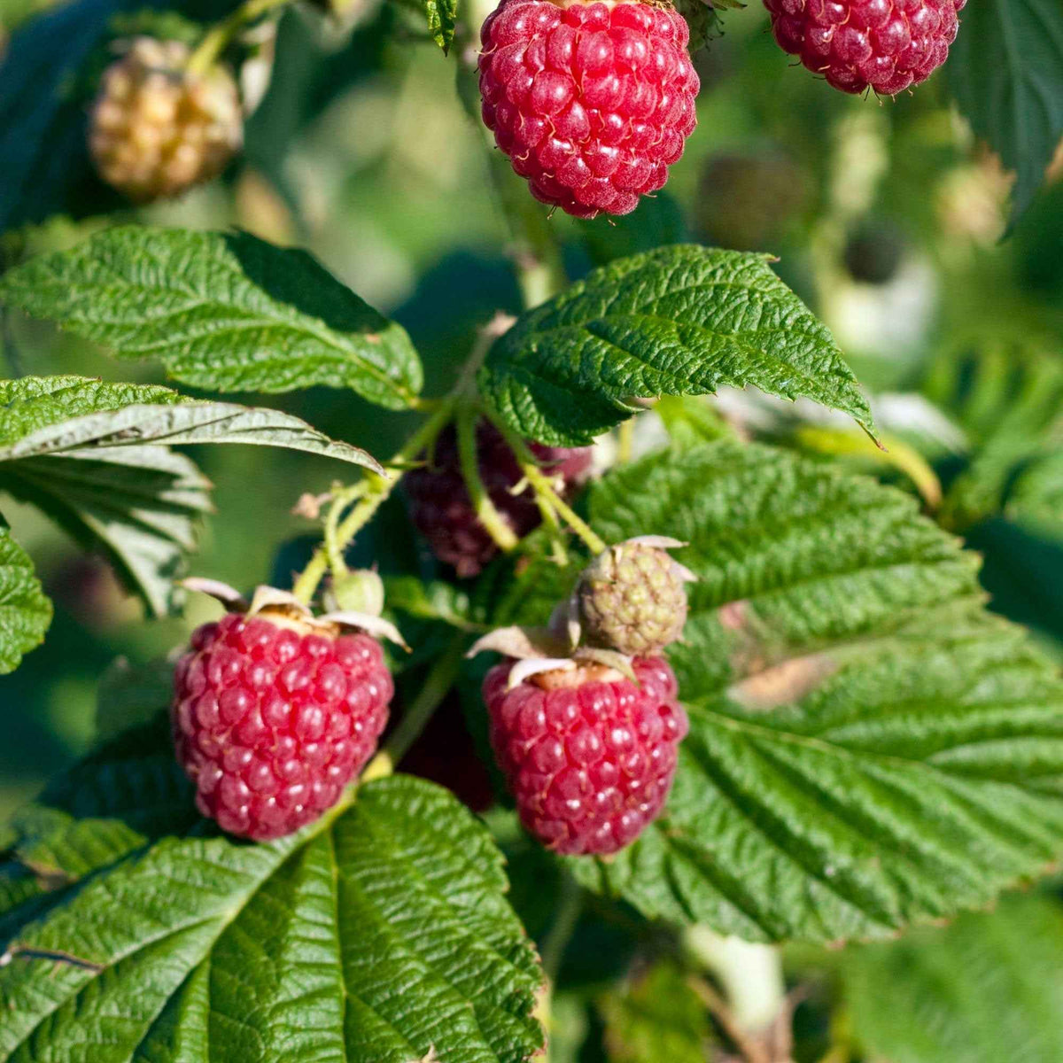Zwerg-Himbeere 'Sweet Sister' - Willemse