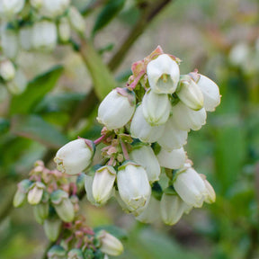 Blaubeere 'Brigitta Blue' - Vaccinium corymbosum Brigitta Blue - Willemse