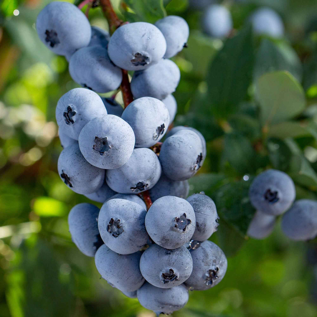 Blaubeere 'Brigitta Blue' - Willemse
