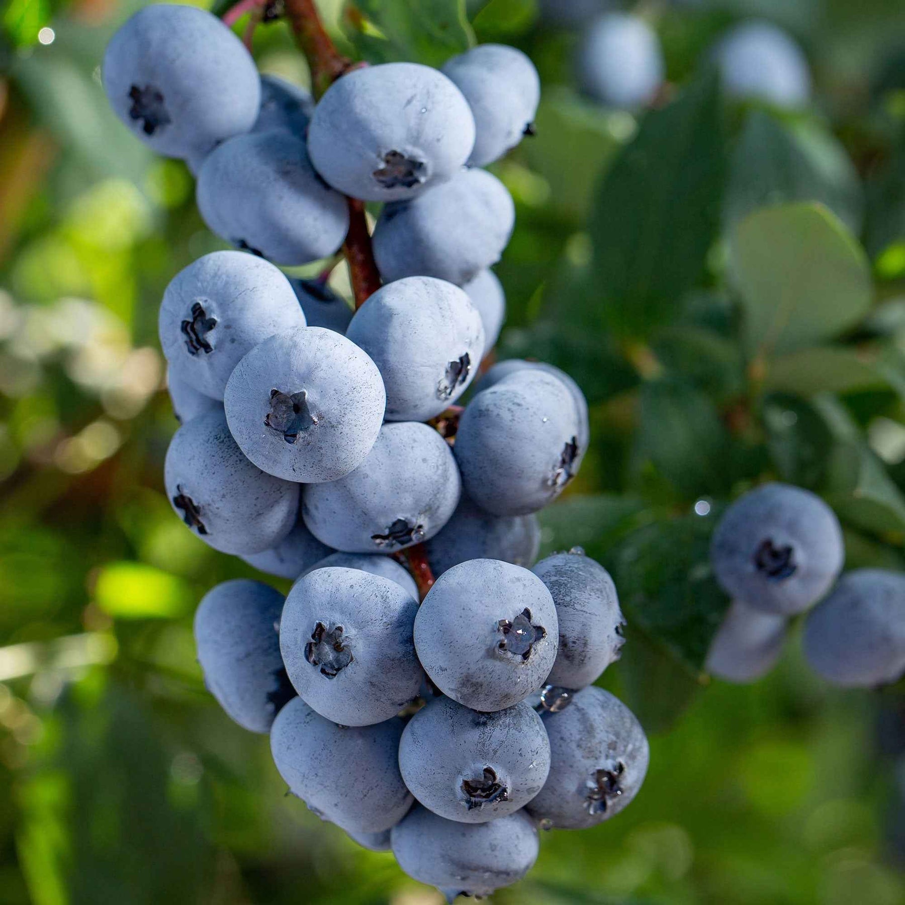 Blaubeere 'Brigitta Blue' - Willemse
