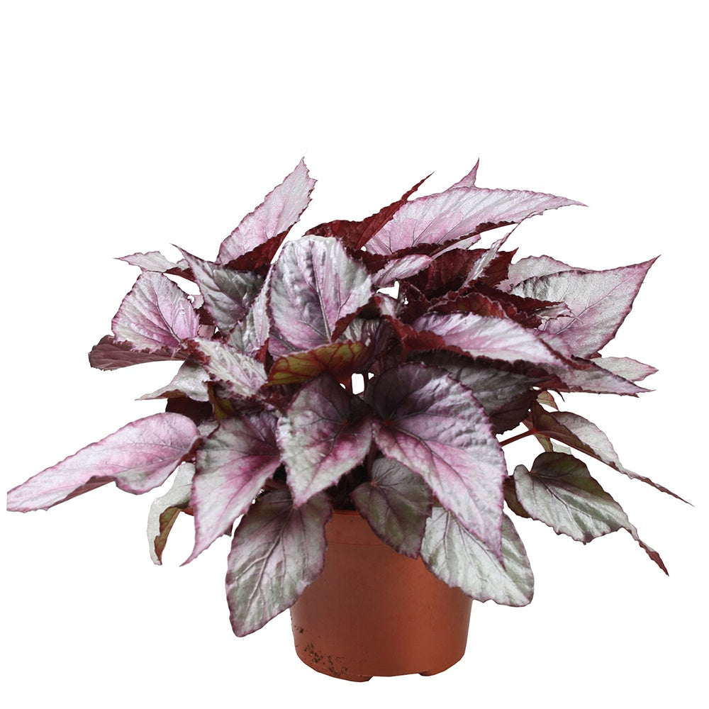 Blattbegonie 'Maori Haze' - Begonia beleaf maori haze - Grüne Zimmerpflanzen