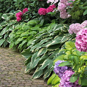 Hosta 'Colourful Shadow' (x3) - Willemse