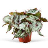 Blattbegonie 'Asian Tundra' - Willemse