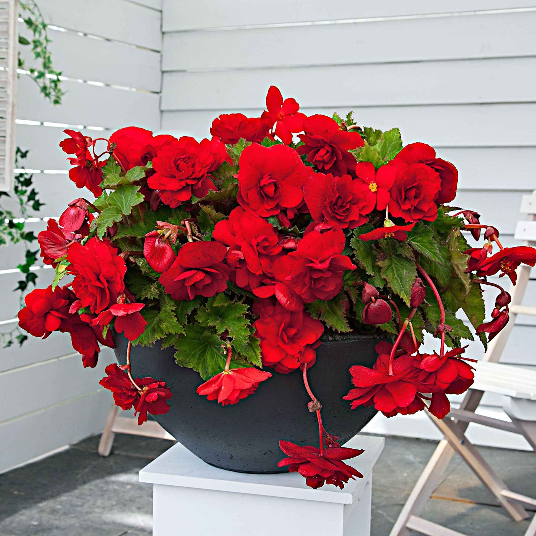 Begonie 'Scarlet' (x5) - Begonia pendula 'scarlet' - Willemse