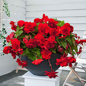 Begonie 'Scarlet' (x5) - Begonia pendula 'scarlet' - Willemse