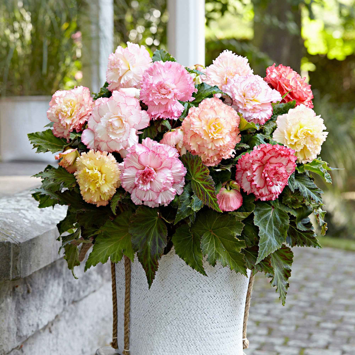 Begonien Mischung 'Samba' (x5) - Begonia x tuberhybrida 'samba' - Willemse
