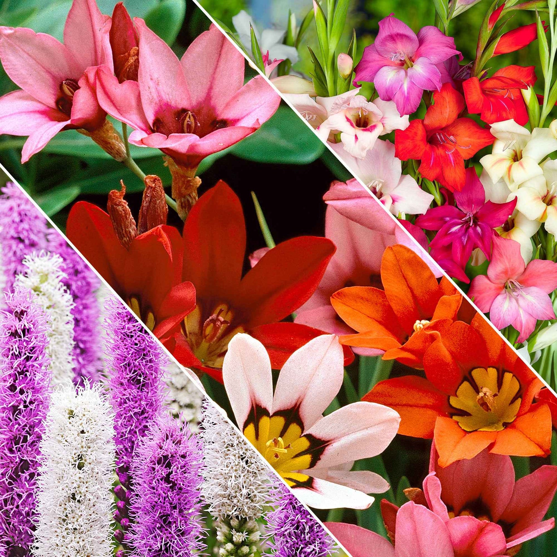 Blumenzwiebel Mischung 'For Bees & Butterflies' (x50) - Willemse