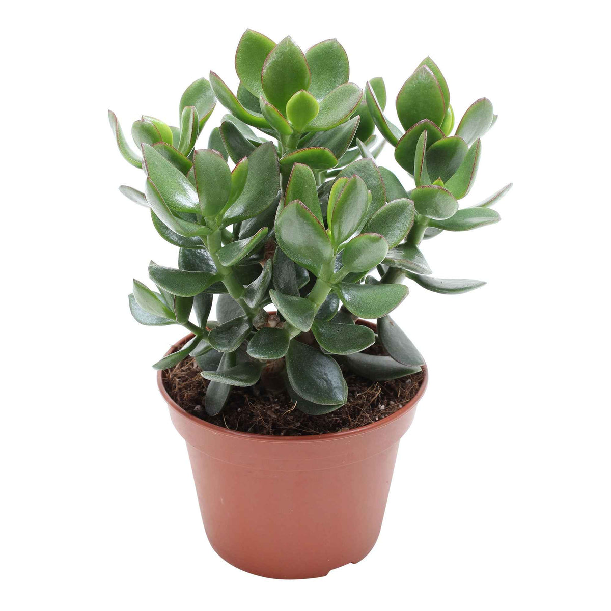 Geldbaum Crassula 'Hulk' - Willemse