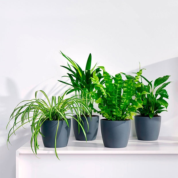 Luftreinigende Pflanzen Mischung inkl. Ziertöpfe, grau (x4) - Luchtz. plant 4 st
