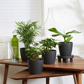 Tropische Pflanzen Mischung inkl. Ziertöpfe, grau (x4) - Chamaedorea, Syngonium, Musa, Coffea 'Fresh'