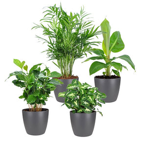 Tropische Pflanzen Mischung inkl. Ziertöpfe, grau (x4) - Chamaedorea, Syngonium, Musa, Coffea 'Fresh'