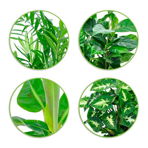 Tropische Pflanzen Mischung inkl. Ziertöpfe, grau (x4) - Chamaedorea, Syngonium, Musa, Coffea 'Fresh'