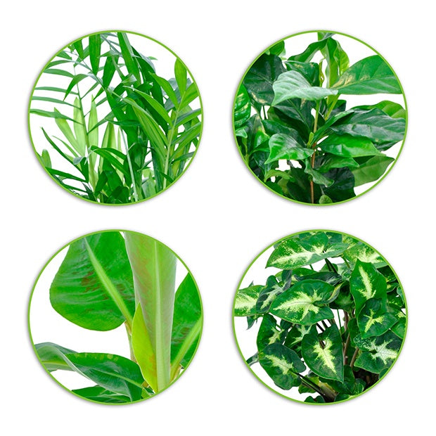 Tropische Pflanzen Mischung inkl. Ziertöpfe, grau (x4) - Chamaedorea, Syngonium, Musa, Coffea 'Fresh'