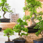 Bonsai Carmona - Willemse