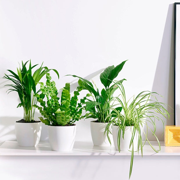 Luftreinigende Pflanzen Mischung inkl. Ziertöpfe, weiß (x4) - Dypsis, Chlorophytum, Asplenium, Spathiphyllum