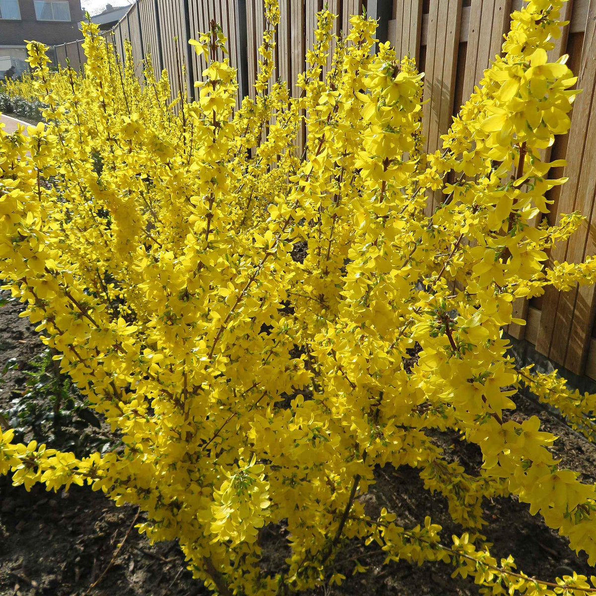 Forsythie 'Mikador' - Willemse