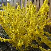 Forsythie 'Mikador' - Willemse