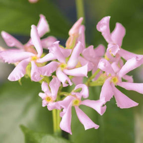 Toskanischer Jasmin 'Star of Ibiza' - Willemse