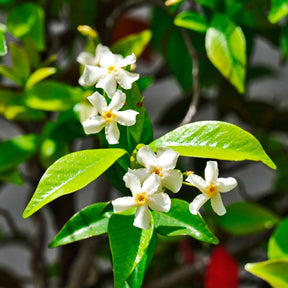 Toskanischer Jasmin 'Star of Venice' - Willemse
